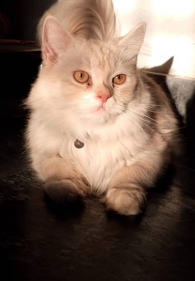 #"PerSian Male Cat. . .