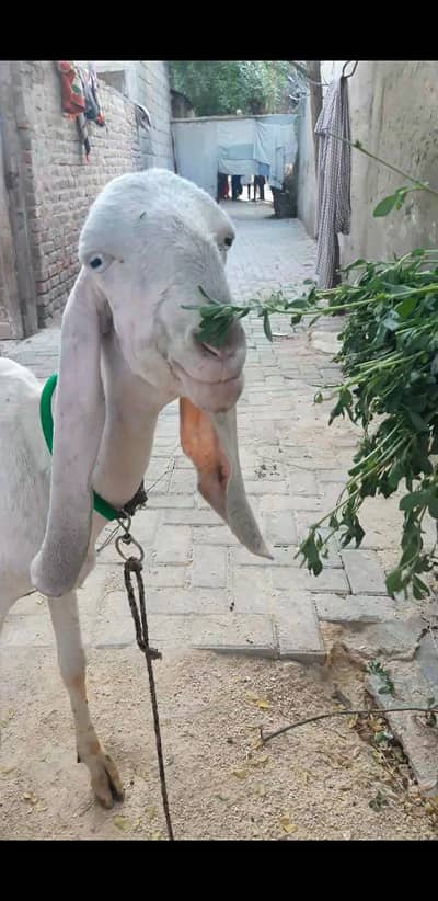Rajan puri bakri