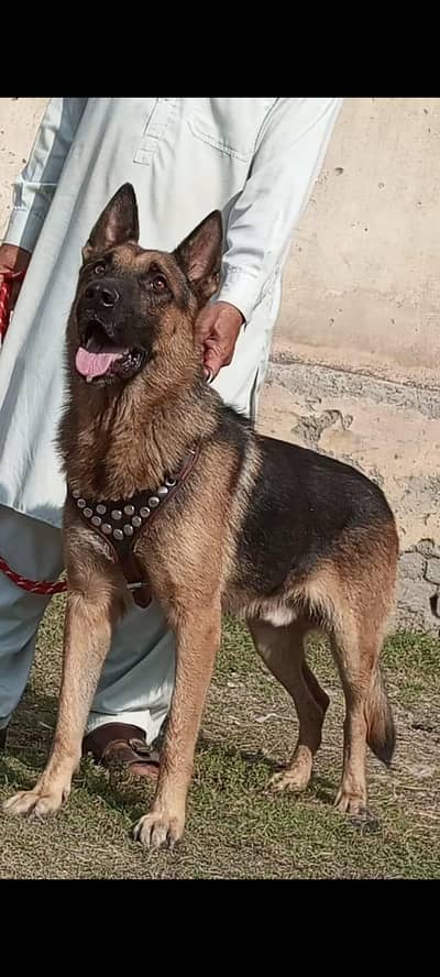 Alsatian bagiyali full security Dog male age 8 months available