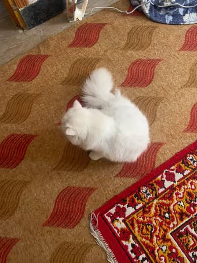 catt sale