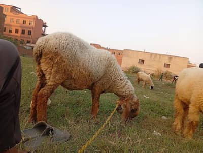 sheep female