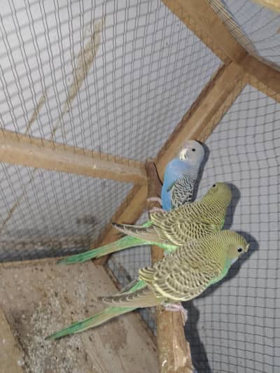 Budggies available