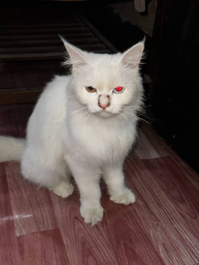 Persian cat with odd eyes