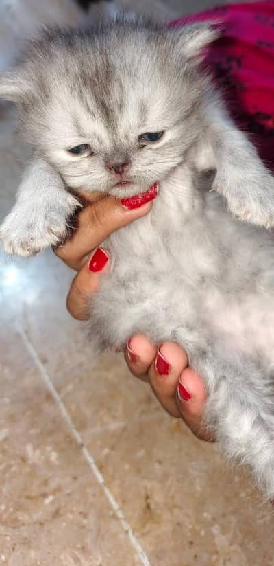 Punch face Persian kittens