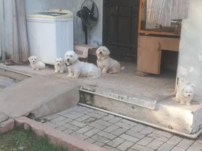 Dogs  For SalE  20000 1 Pappy