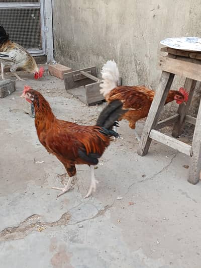 golden Misri