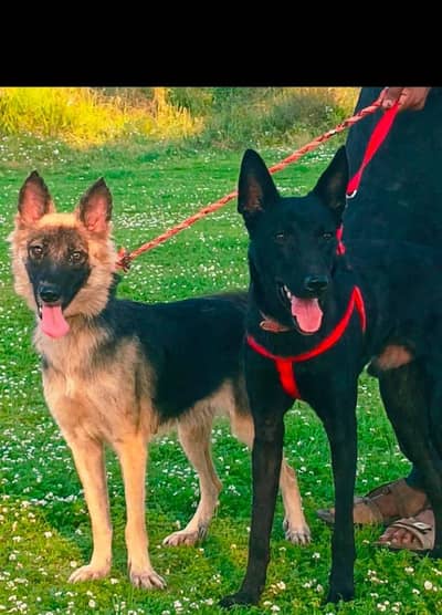 Alsatian bagiyadi full security dog male female for sale