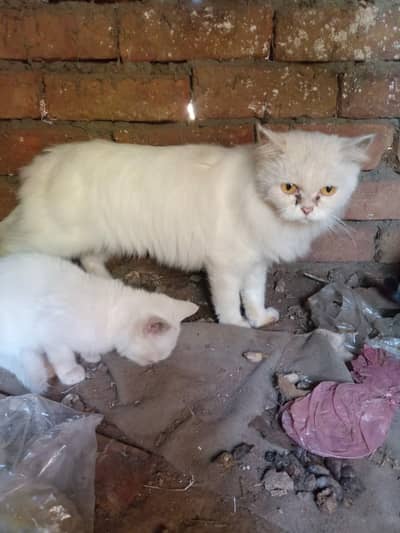 Persian Cat