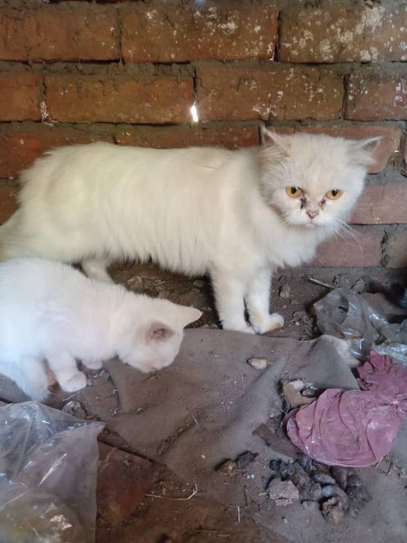 Persian Cat 0