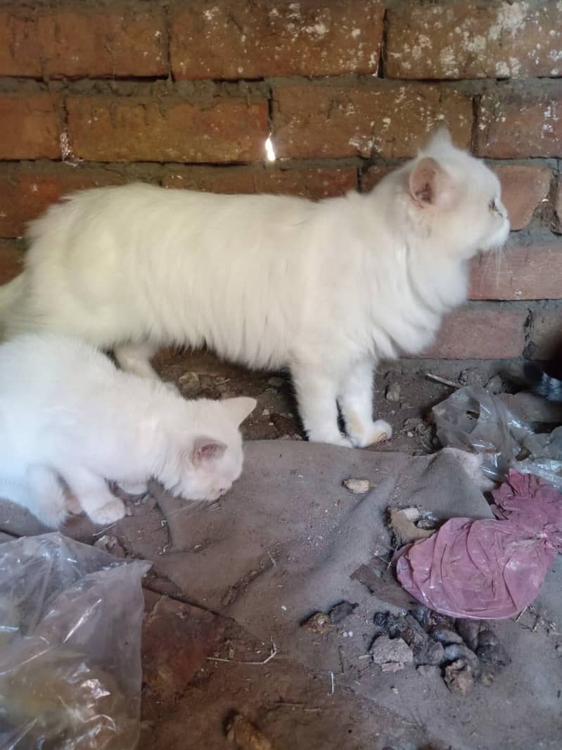Persian Cat 1