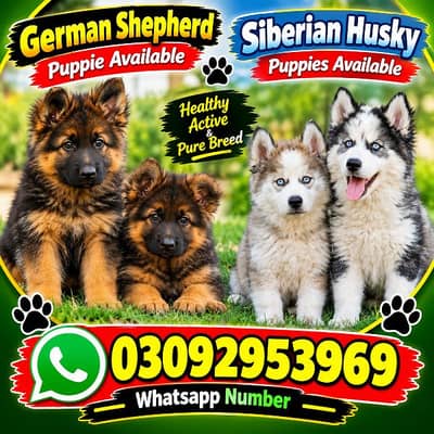 German shepherd puppie/Siberian husky puppies/03092953969 Whatsapp no