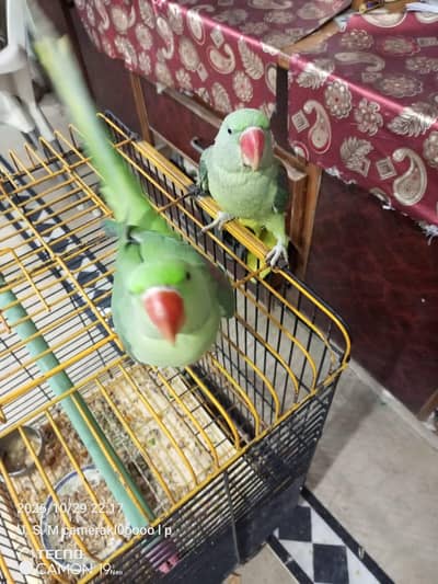 Raw parrot pair hand tame