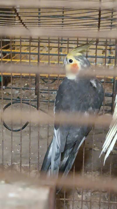 cocktail pair and Aseel chicks