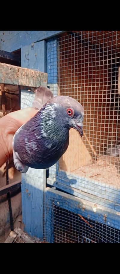 dabwali female