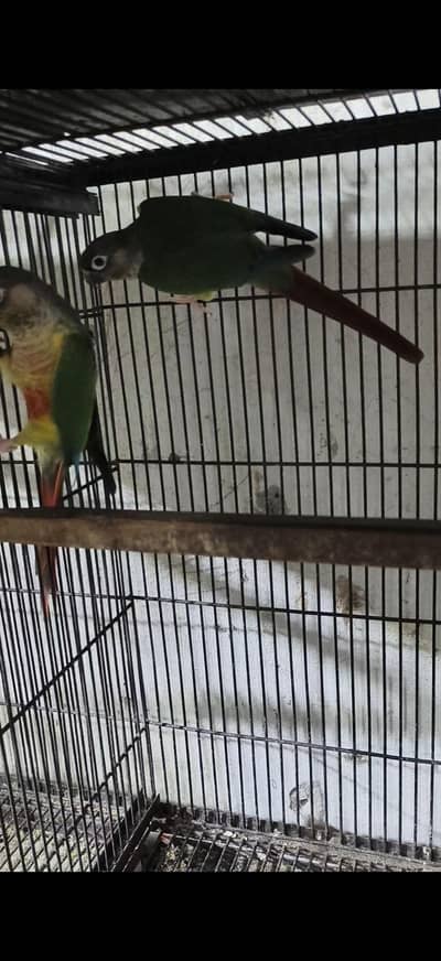 Pineapple / Green Cheek Conure