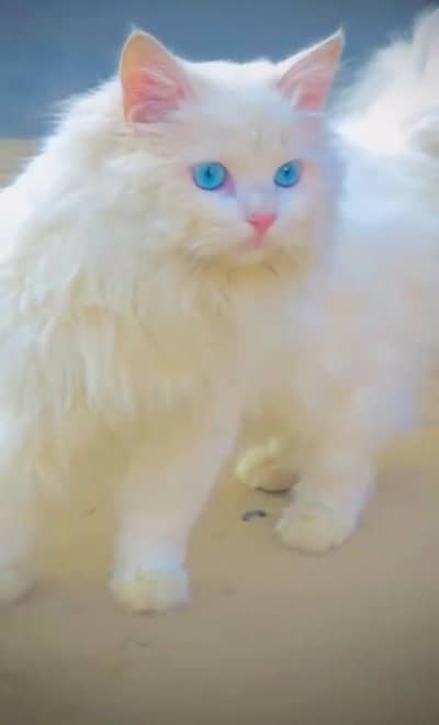 triple coat russian breed percian cat confirm pragnent