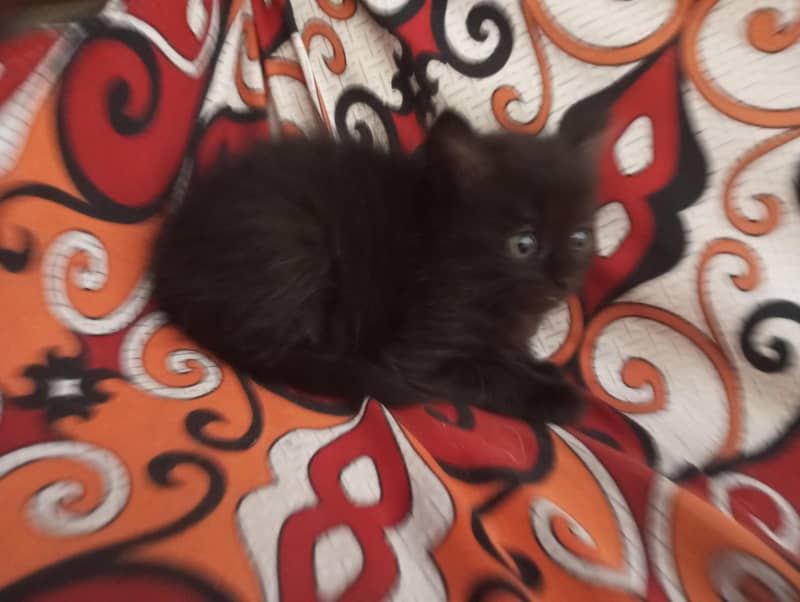 friendly kittens 1