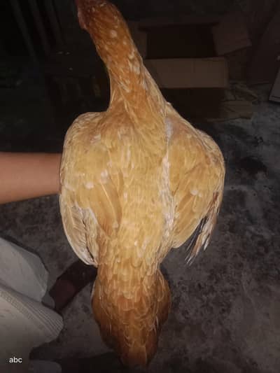 Aseel Murgi | Mianwali Aseel murgi | Pure aseel mianwali | Aseel murgi