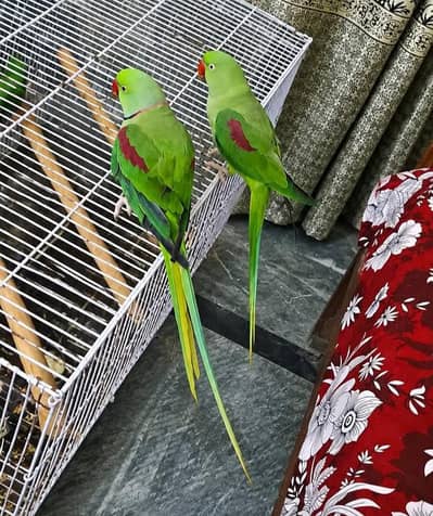 Kashmiri Raw Parrot Male Female