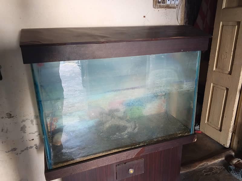 Aquarium 1