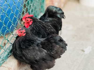 Bantam Jet Black Breader pair For sale