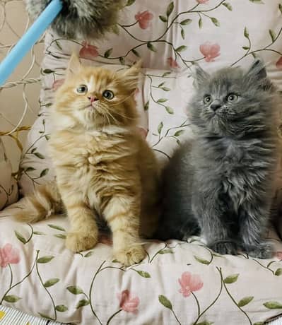 Kitten pair