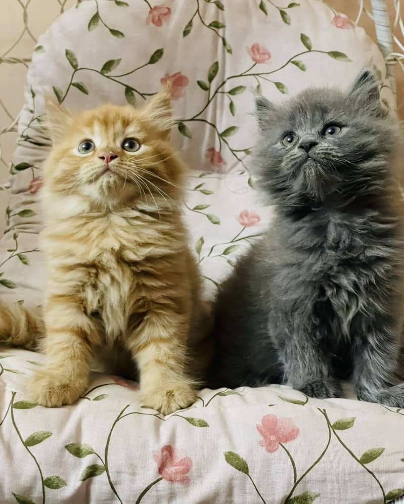 Kitten pair 1