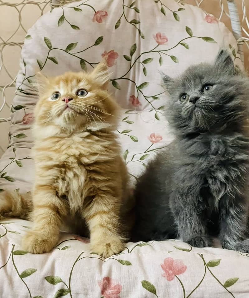 Kitten pair 3