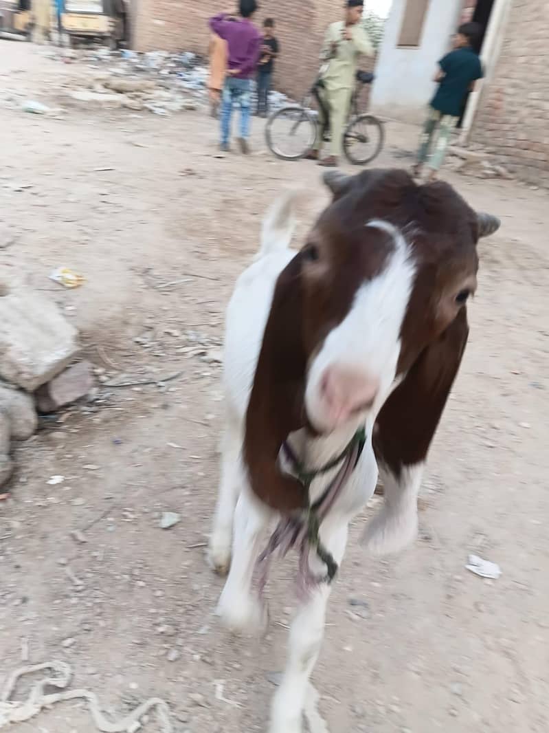 gulabi cross 0