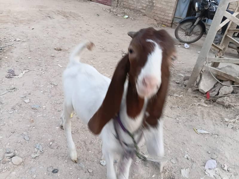 gulabi cross 2