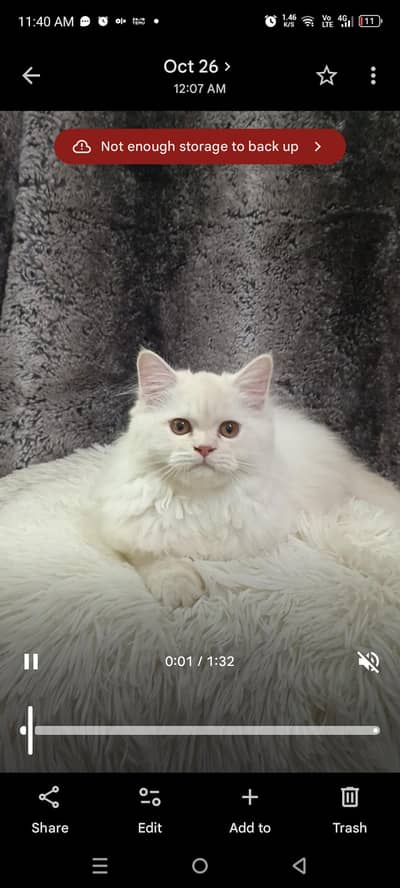 Persian kitten/cat /Triple coat/punch face kitten/ cat