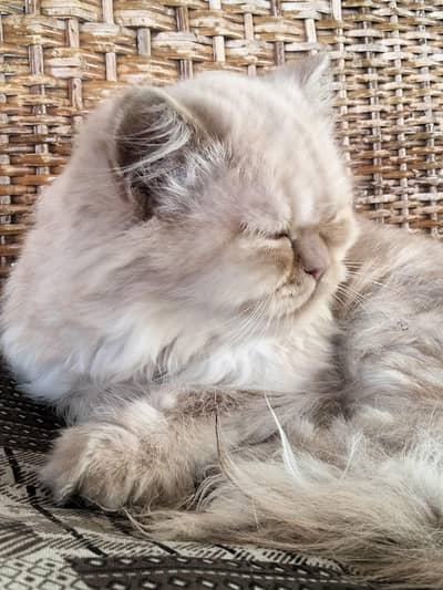 Persian cat | cat | Persian | pekeface | بلی