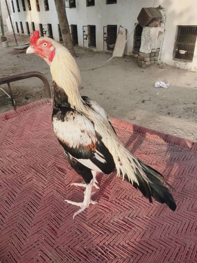 Chitaa Black Sawaa Asil Pure Chidrokhel breed
