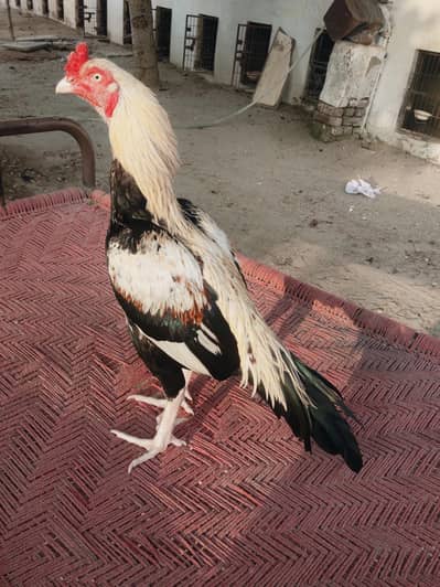 Chitaa Black Sawaa Asil Pure Chidrokhel breed