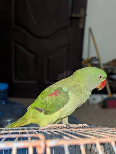 ALEXANDER PARROT MALE FOR SALE hand tamp talking