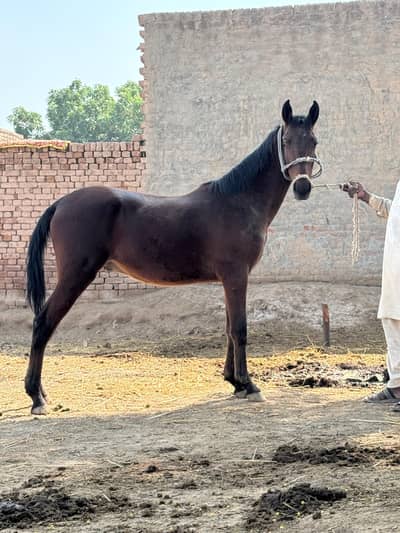 Tharobreed TBP Vachera