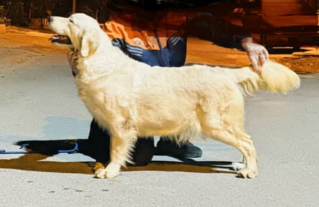 Breeder Golden Retriever Female