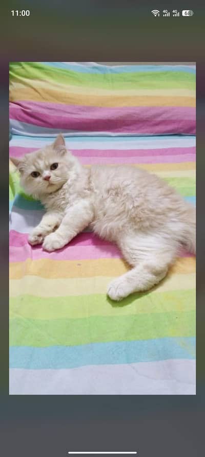 Persian kitten