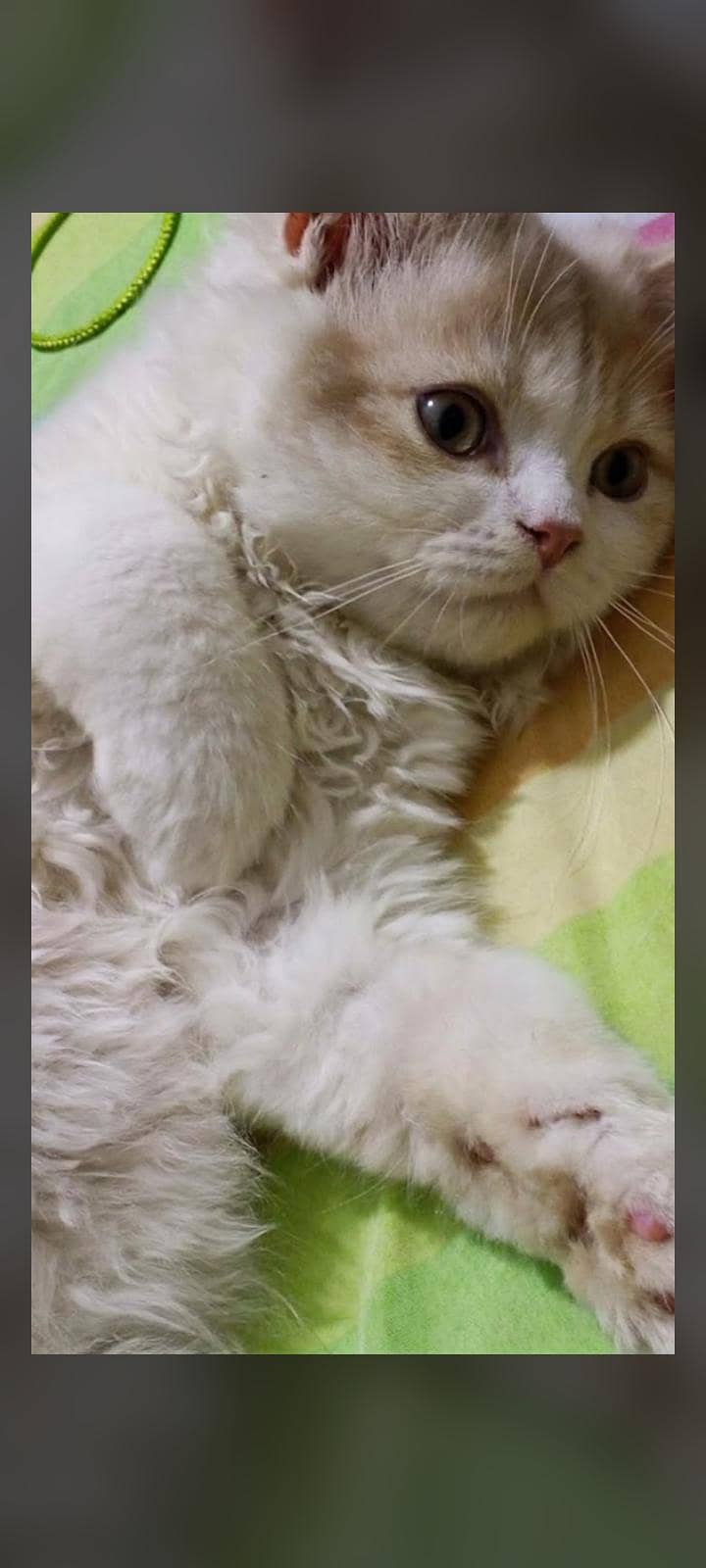 Persian kitten 1