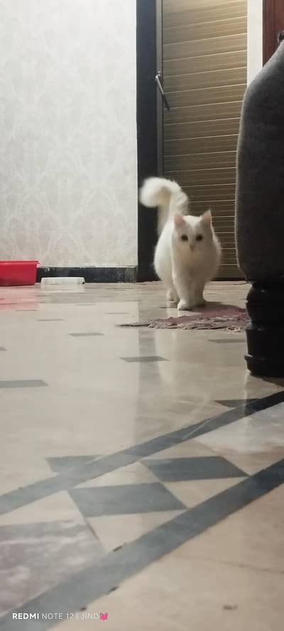 persian cat for sale chakwal city