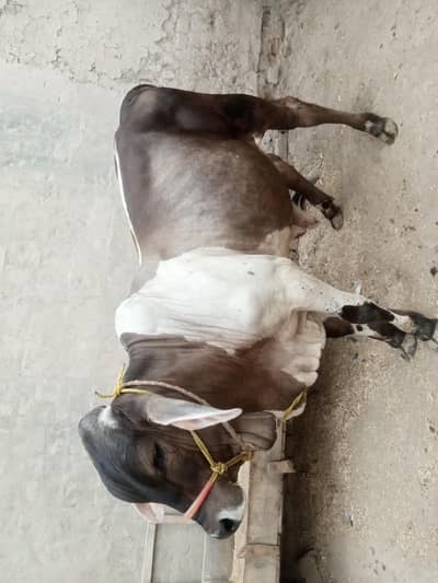 Brahmin or cholstani cross bachra for sale hia