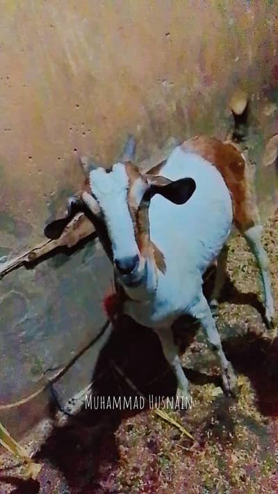 Assalamualaikum Mashallha bhot khobsurat bakri he Ghar ki