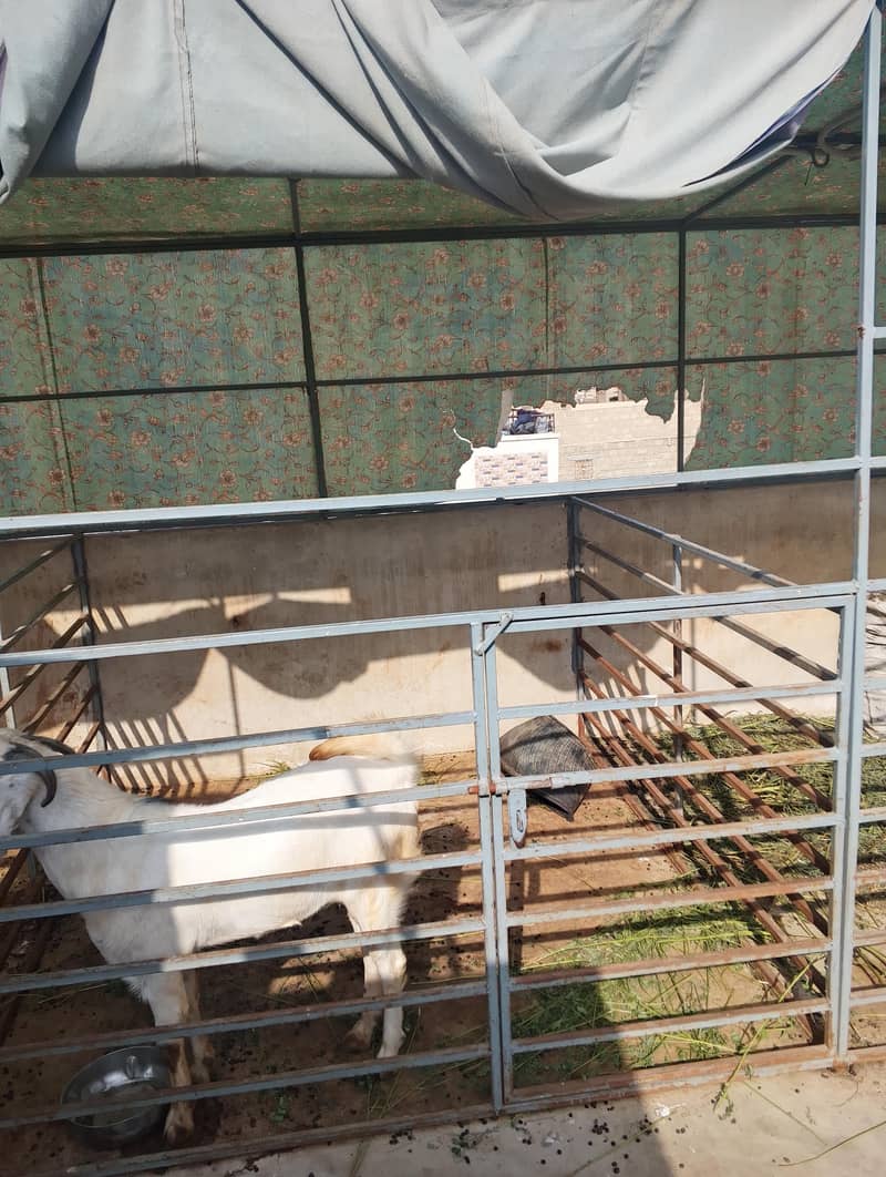 pijra,cages 5