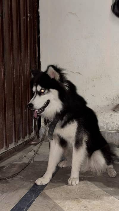 family dog full tame and good