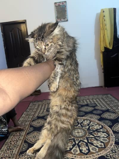 Percian cat