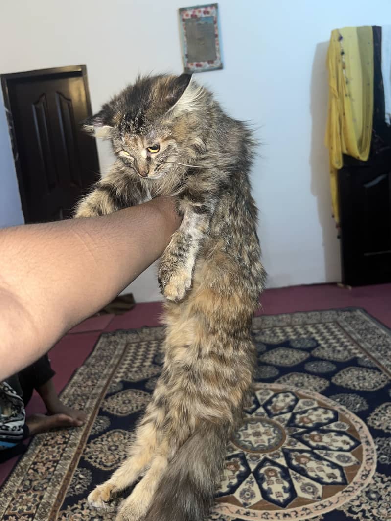 Percian cat 0