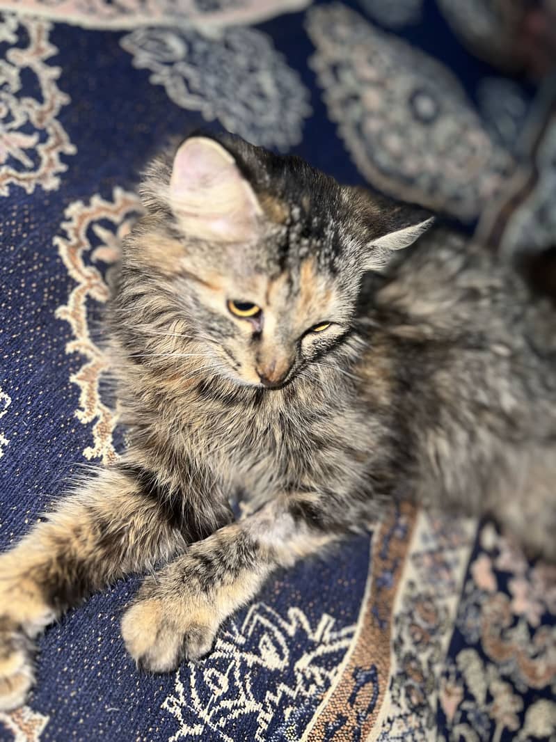 Percian cat 1