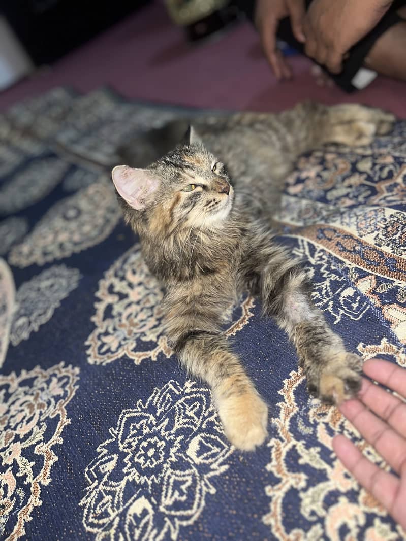 Percian cat 4