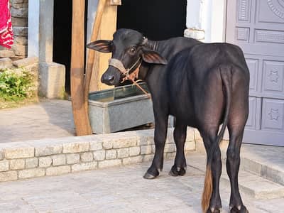 jhoti