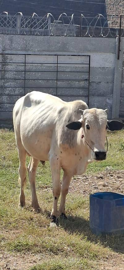 wahera for sale